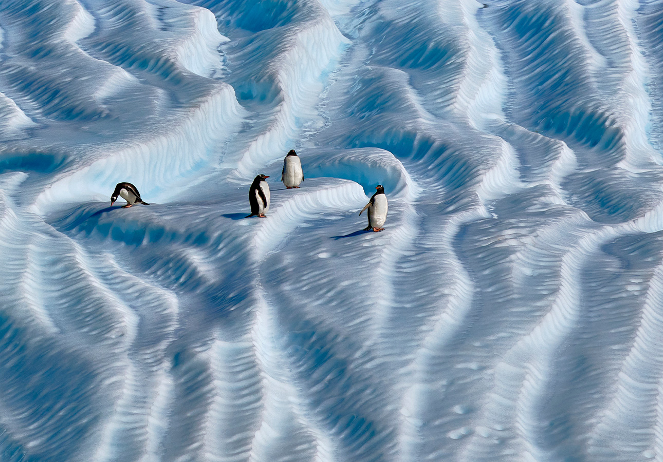 Aurora Expeditions Antarctica 2027-2028 Season